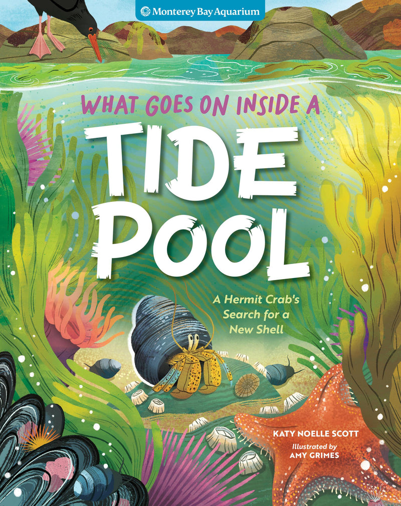 What Goes On Inside a Tide Pool