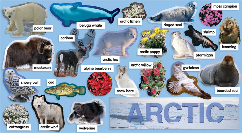 Arctic Plants & Animals Mini Bulletin Board