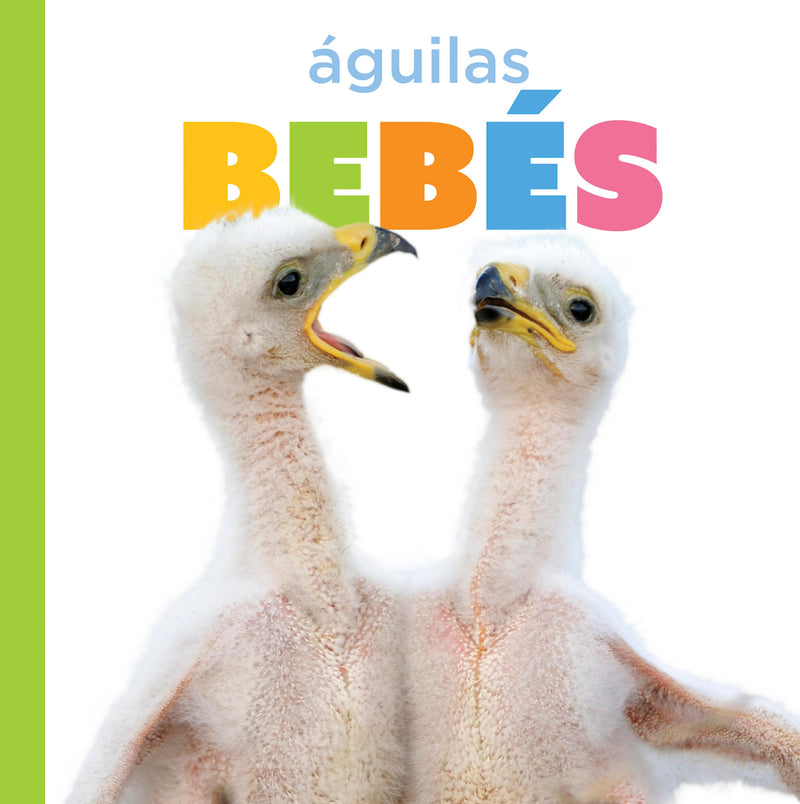 Águilas bebés