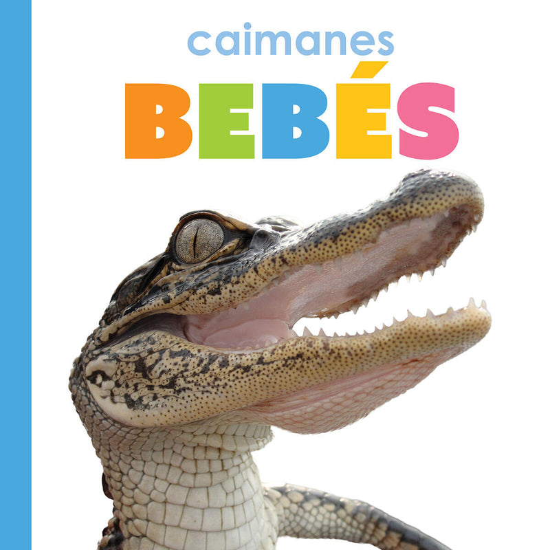 Caimanes bebés