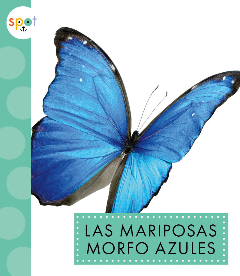 Las mariposas morfo azules