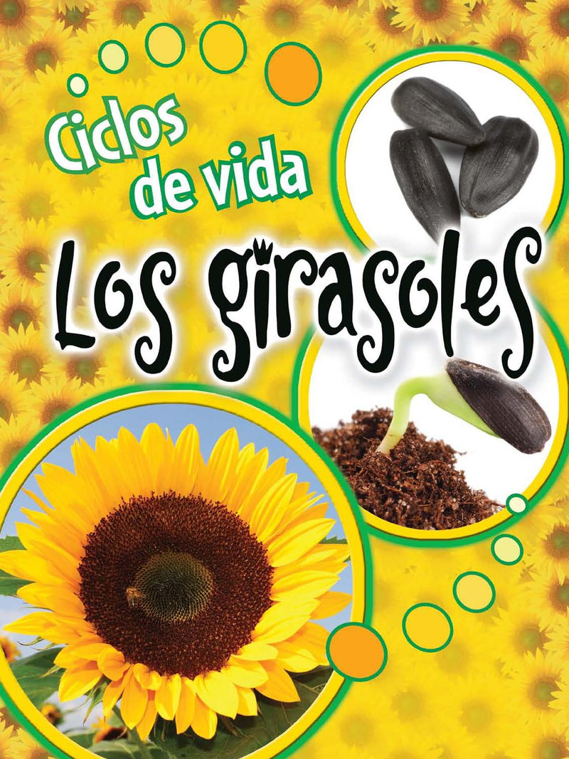 Ciclos de vida los girasoles: Life Cycles: Sunflowers