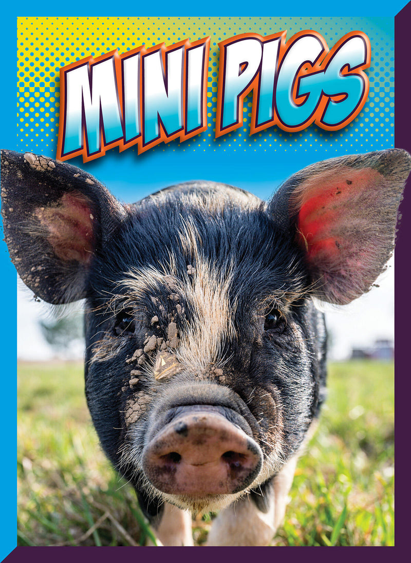 Mini Pigs