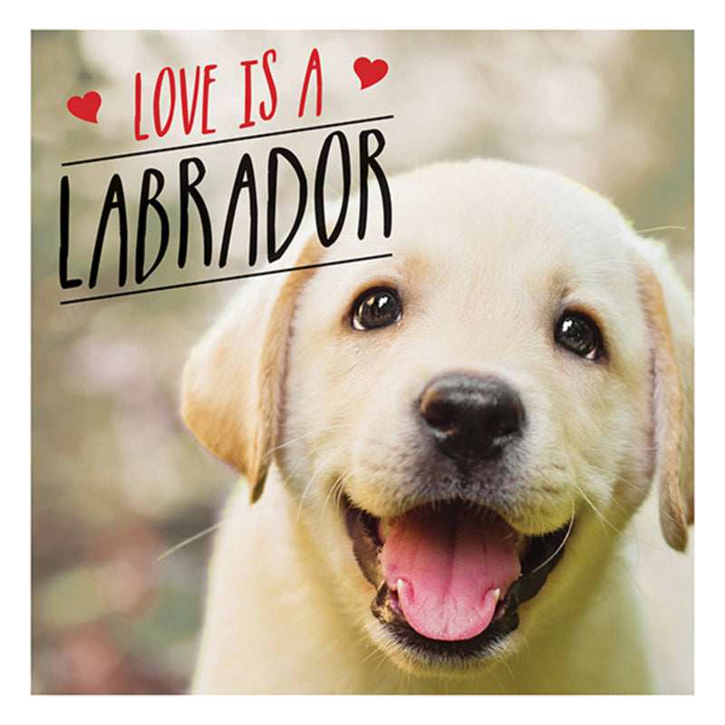 Love Is A Labrador