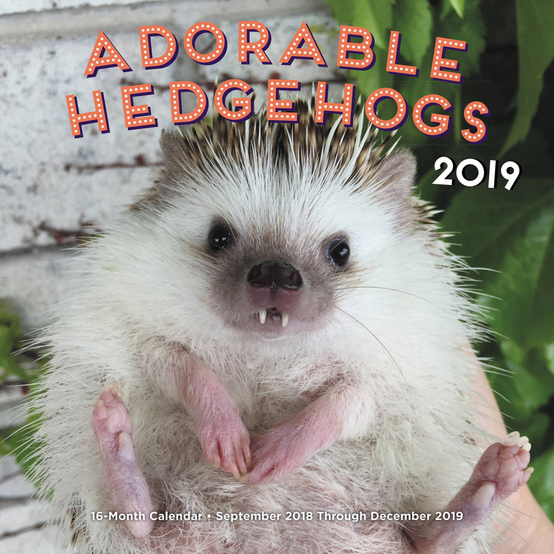 Adorable Hedgehogs 2019