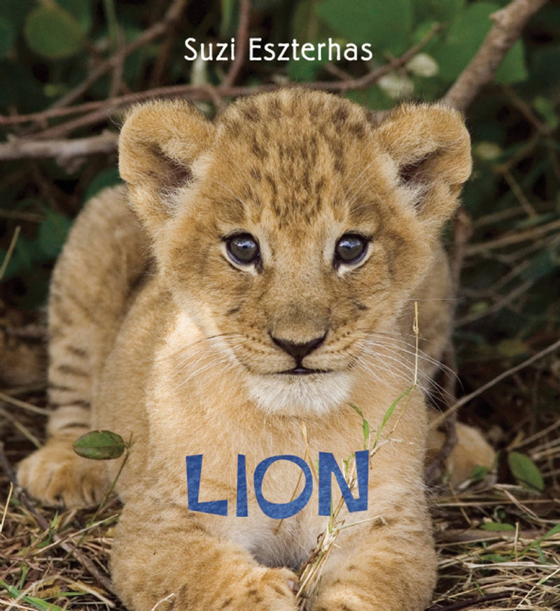 Eye on the Wild: Lion