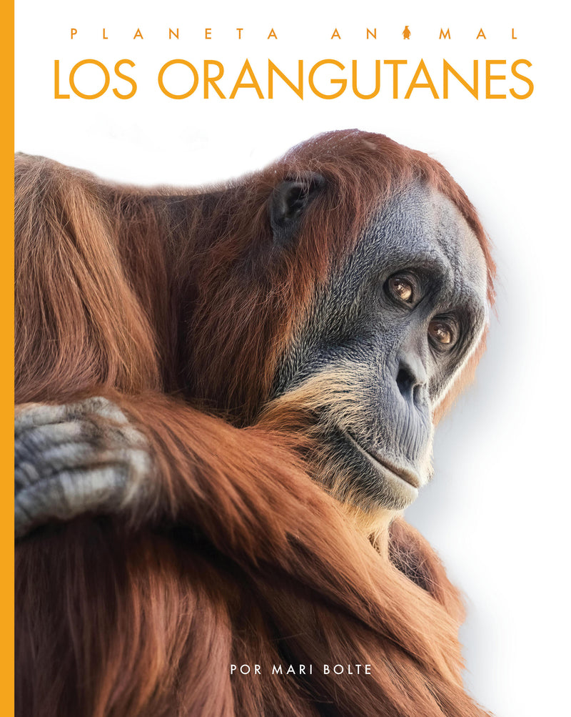 Los orangutanes