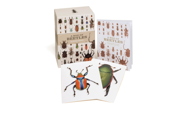 A Box of Beetles