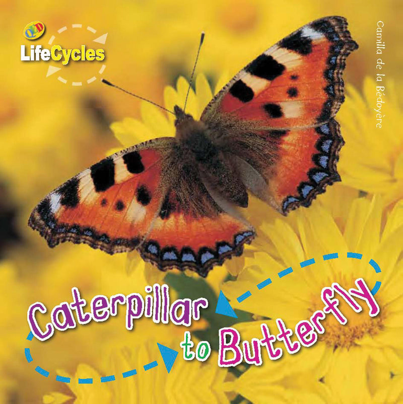 Caterpillar To Butterfly