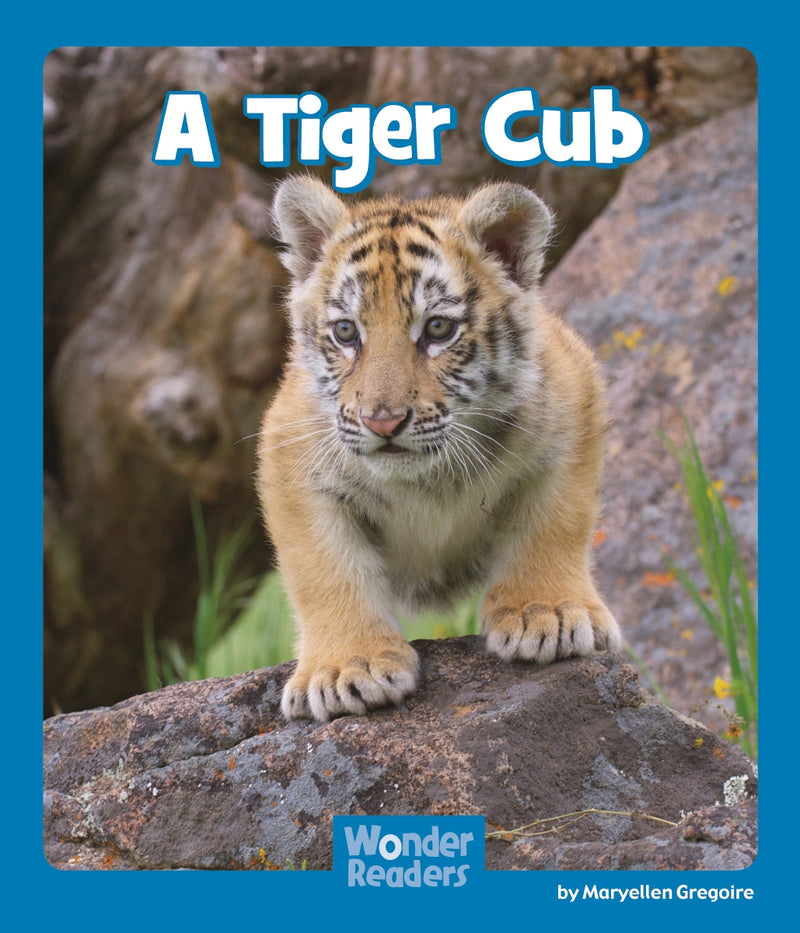 A Tiger Cub