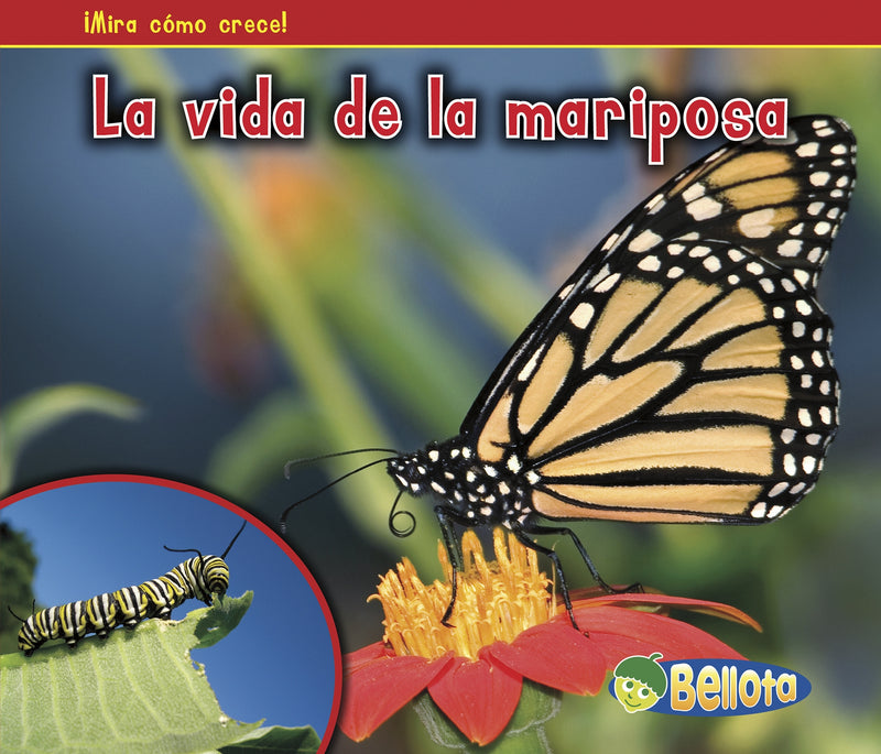 La vida de la mariposa