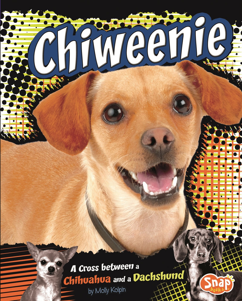 Chiweenie: A Cross Between a Chihuahua and a Dachshund