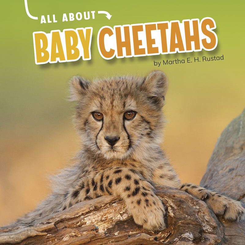 All About Baby Cheetahs