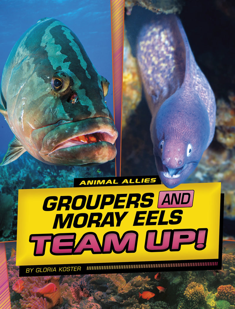 Groupers and Moray Eels Team Up!