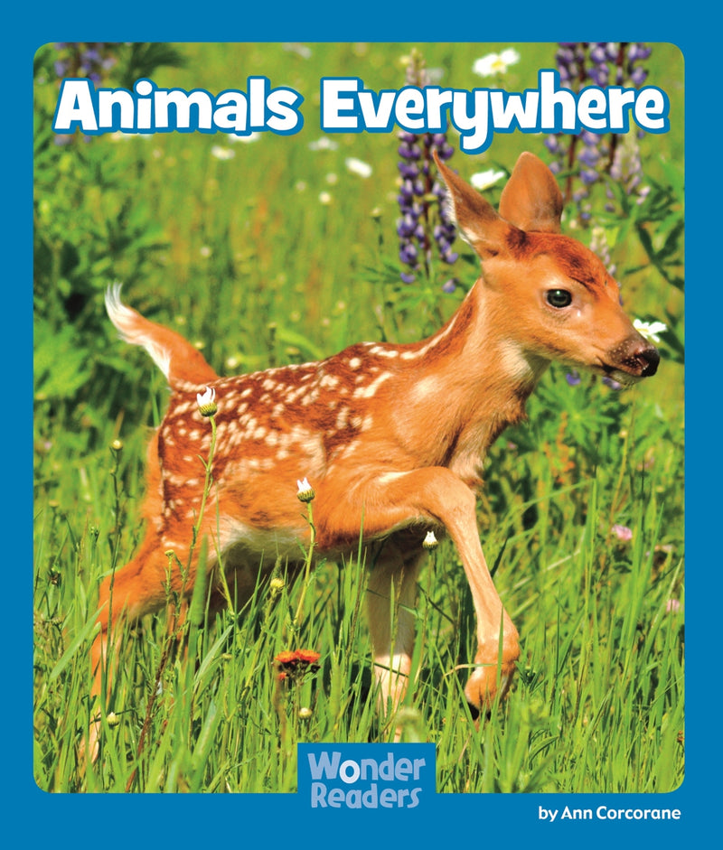 Animals Everywhere