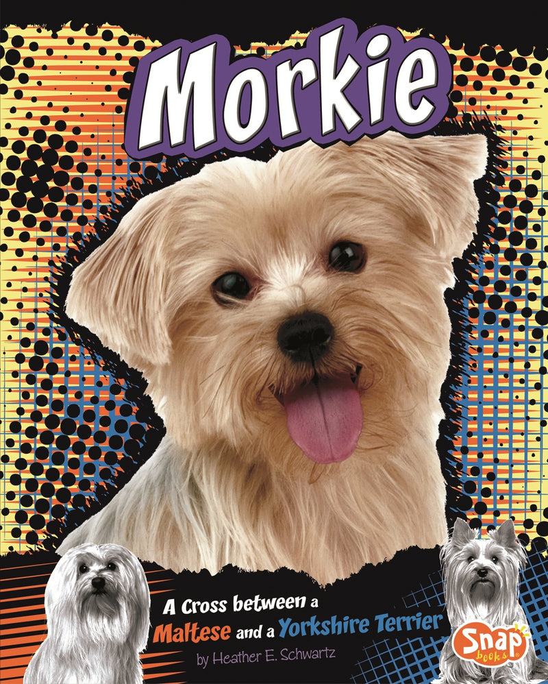 Morkie: A Cross Between a Maltese and a Yorkshire Terrier